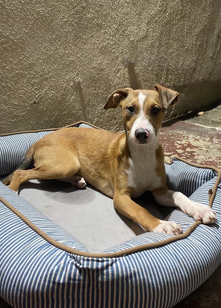 Enlarge Jazzy, a Adoptable mixed breed in Escondido, CA image 1/5