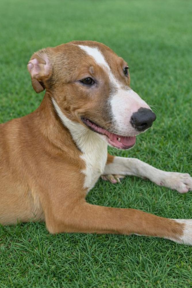 Enlarge Jazzy, a Adoptable mixed breed in Escondido, CA image 2/5