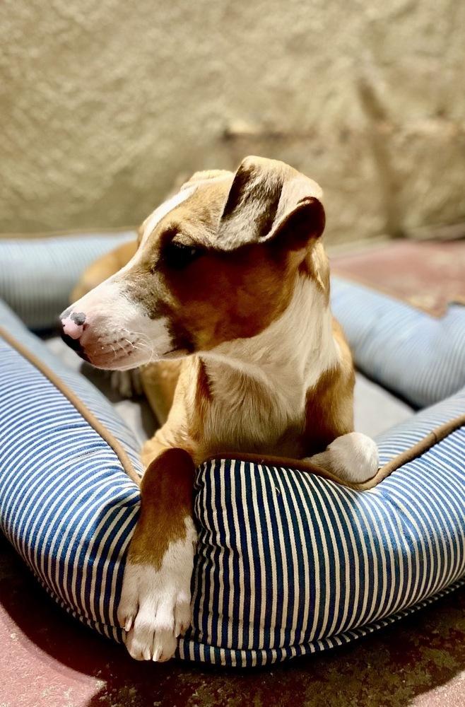 Enlarge Jazzy, a Adoptable mixed breed in Escondido, CA image 3/5