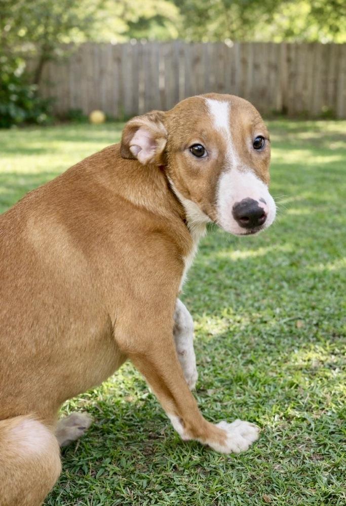 Enlarge Jazzy, a Adoptable mixed breed in Escondido, CA image 4/5