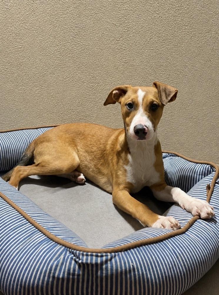 Jazzy, a Adoptable mixed breed in Escondido, CA image 4/5