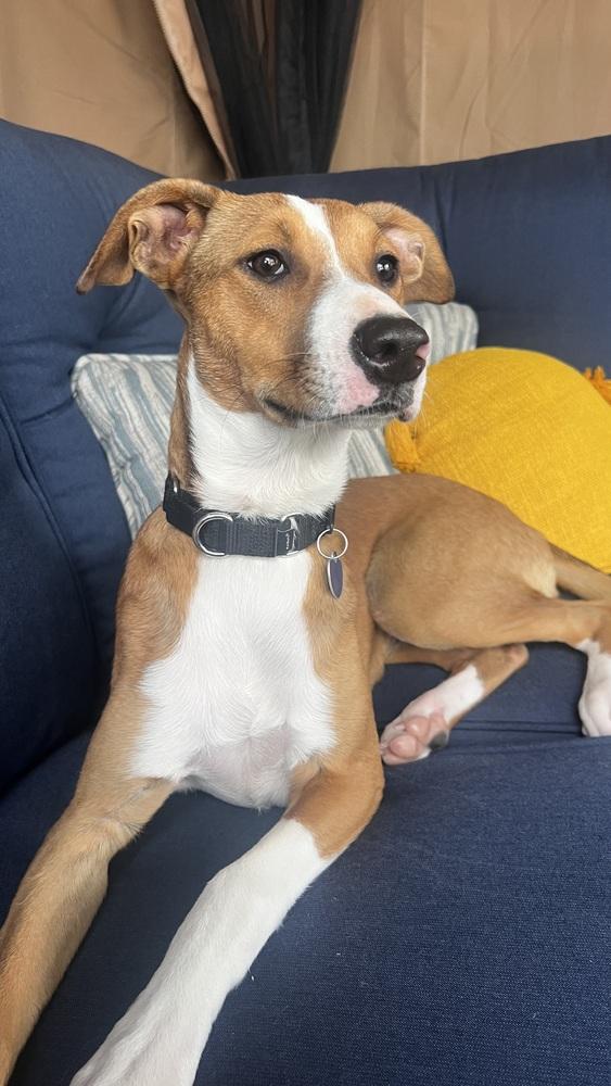 Jazzy, a Adoptable mixed breed in Escondido, CA image 5/5