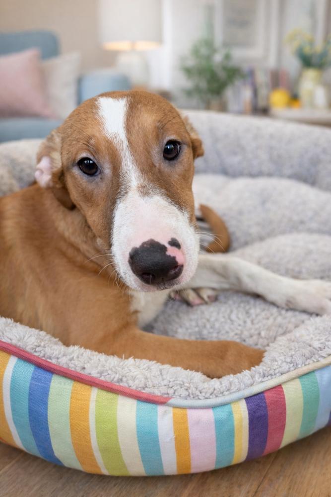 Enlarge Jazzy, a Adoptable mixed breed in Escondido, CA image 5/5