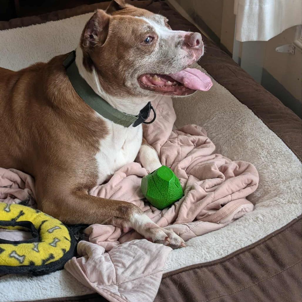 Enlarge Isaac H, a Adoptable mixed breed in Tomball, TX image 1/5