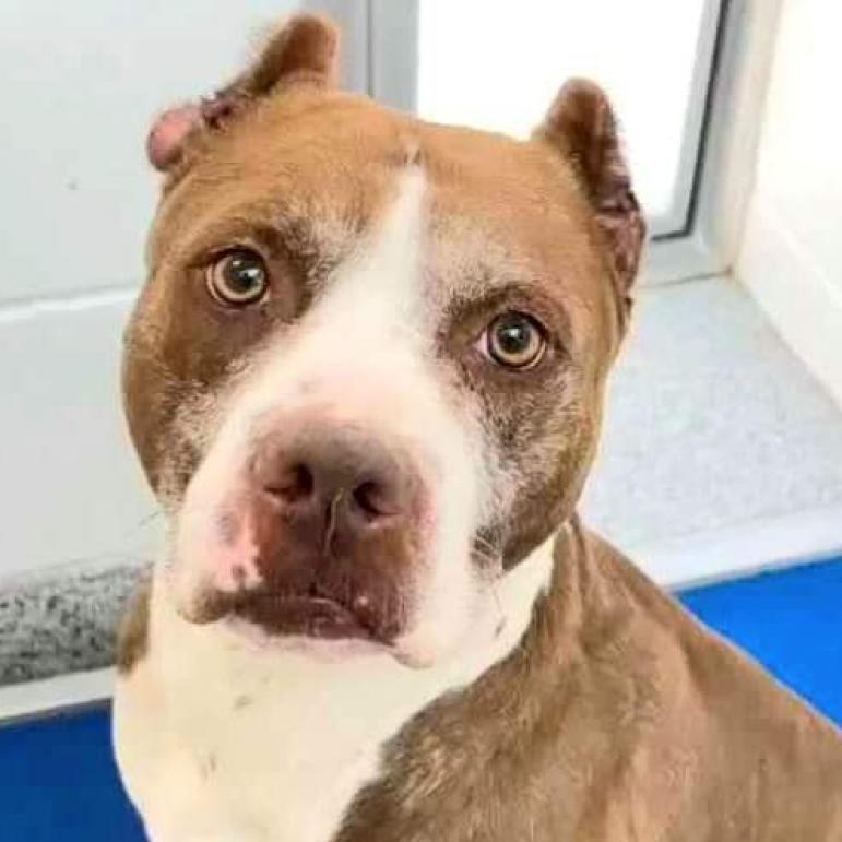 Enlarge Isaac H, a Adoptable mixed breed in Tomball, TX image 2/5