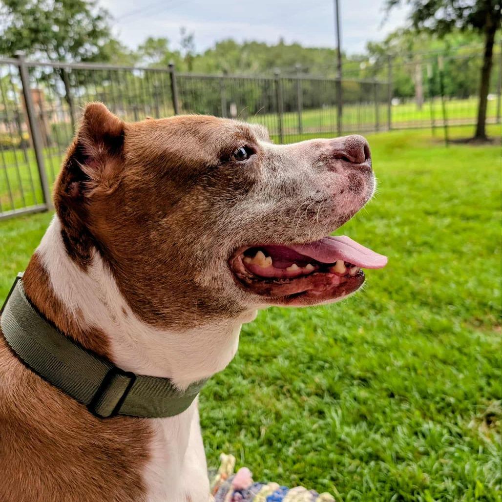 Enlarge Isaac H, a Adoptable mixed breed in Tomball, TX image 3/5