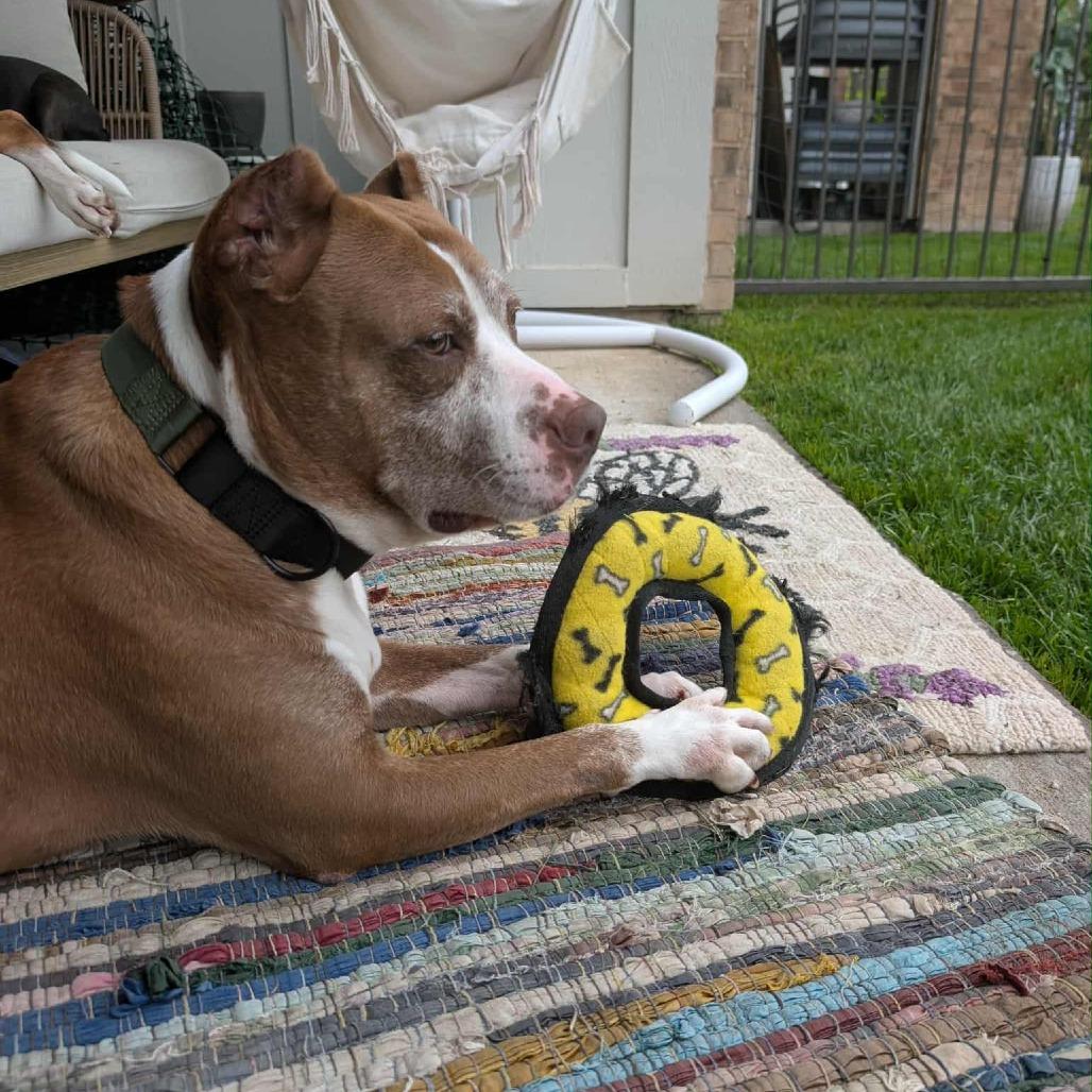 Enlarge Isaac H, a Adoptable mixed breed in Tomball, TX image 4/5