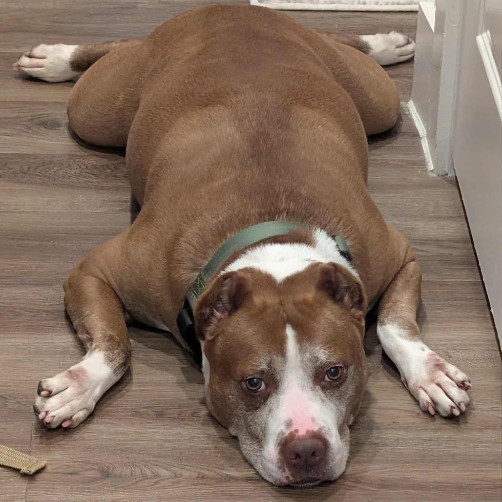 Enlarge Isaac H, a Adoptable mixed breed in Tomball, TX image 5/5