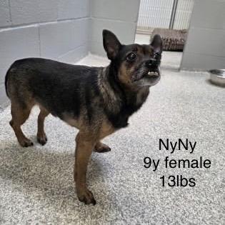 Nani, Adoptable, Senior Female Mixed Breed.