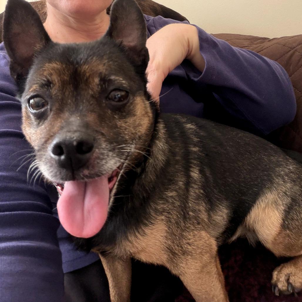 Nani, a Adoptable Mixed Breed in Rockville, MD image 2/6