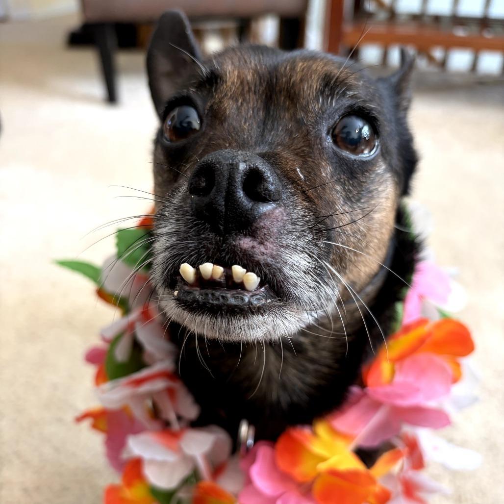 Nani, a Adoptable Mixed Breed in Rockville, MD image 3/6
