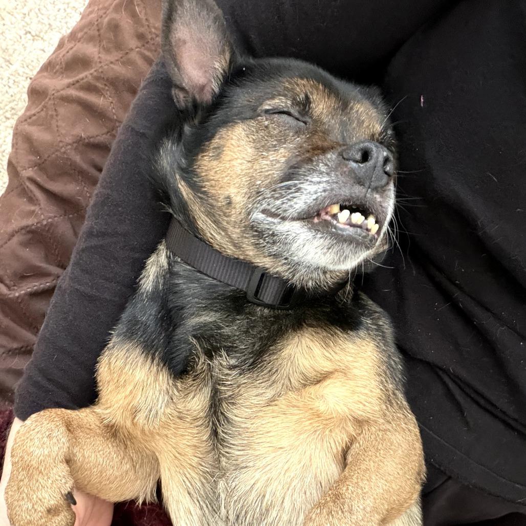 Nani, a Adoptable Mixed Breed in Rockville, MD image 4/6