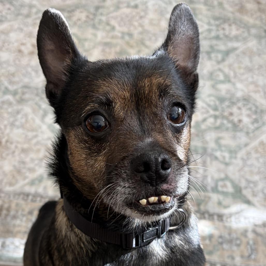 Nani, a Adoptable Mixed Breed in Rockville, MD image 6/6