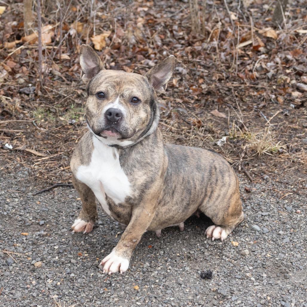 Bastet, an adoptable Mixed Breed in Cape Girardeau, MO image 1/2