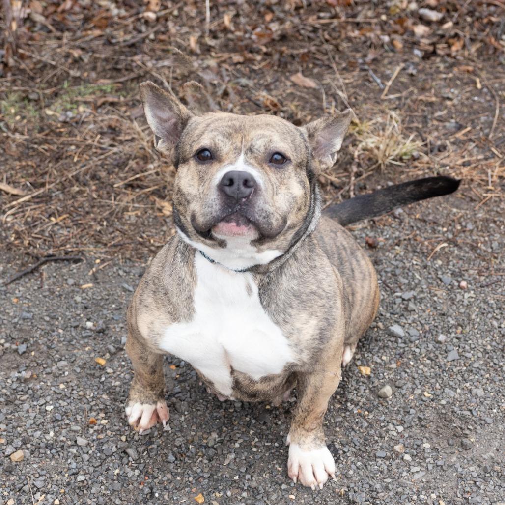 Bastet, an adoptable Mixed Breed in Cape Girardeau, MO image 2/2