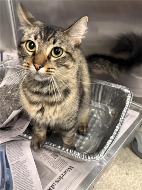 TINGA, Adoptable, Young Female Domestic Long Hair & Domestic Short Hair.