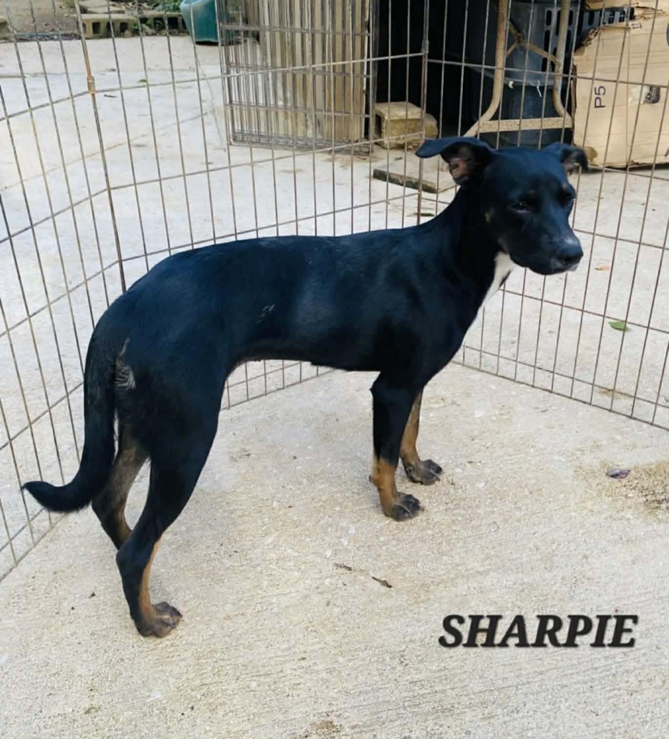 Enlarge Sharpie, a ADOPTABLE mixed breed in Milford, NH image 3/5