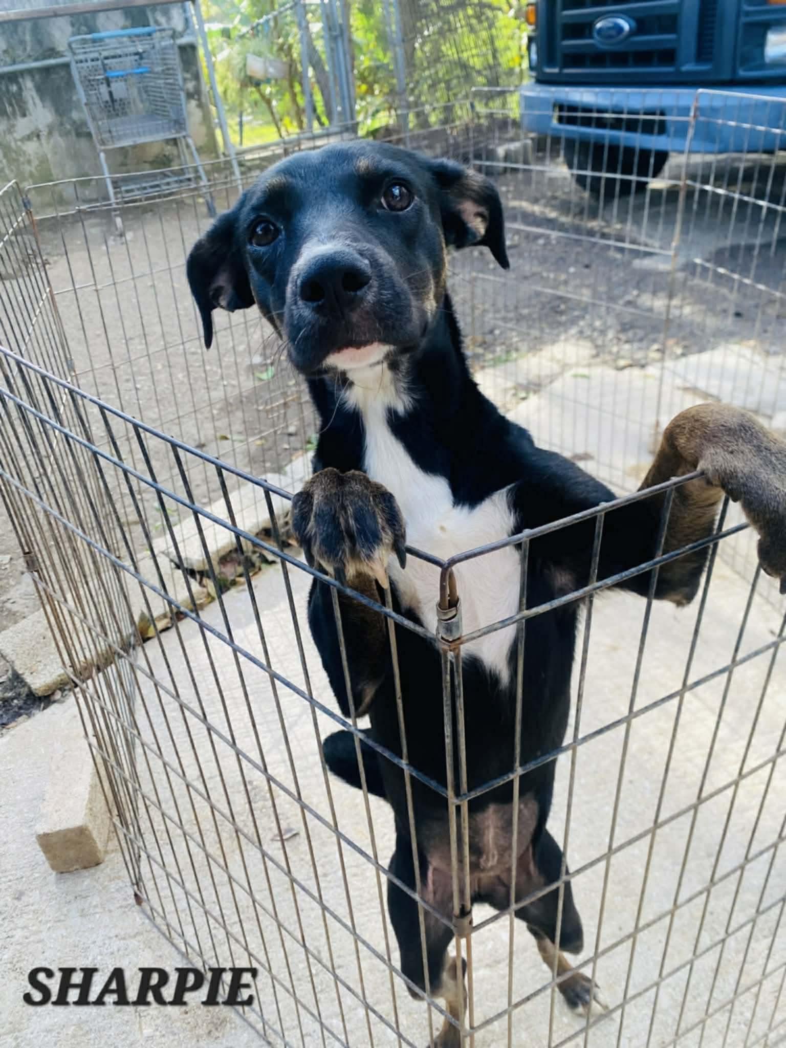 Enlarge Sharpie, a ADOPTABLE mixed breed in Milford, NH image 4/5