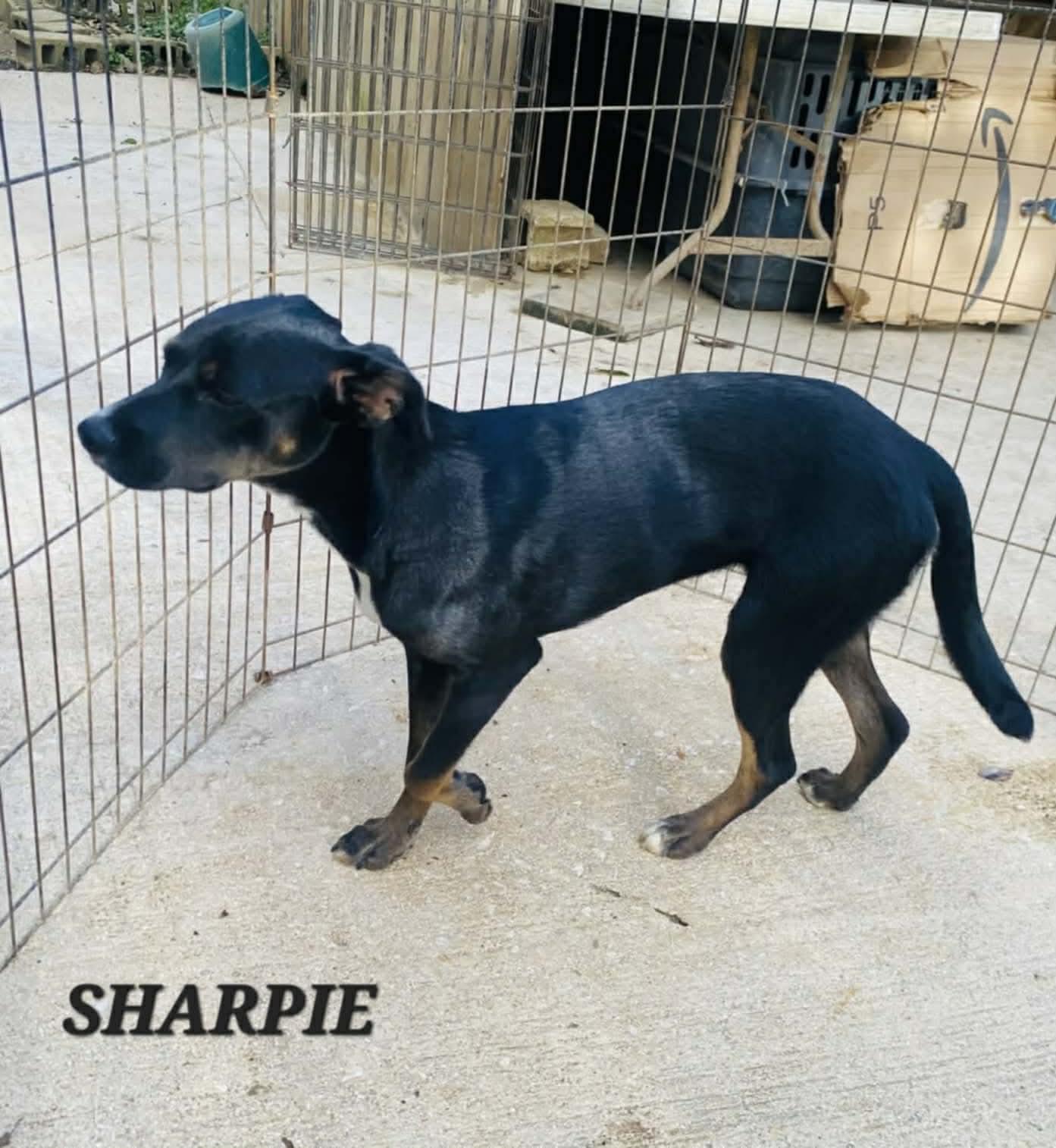 Enlarge Sharpie, a ADOPTABLE mixed breed in Milford, NH image 2/5