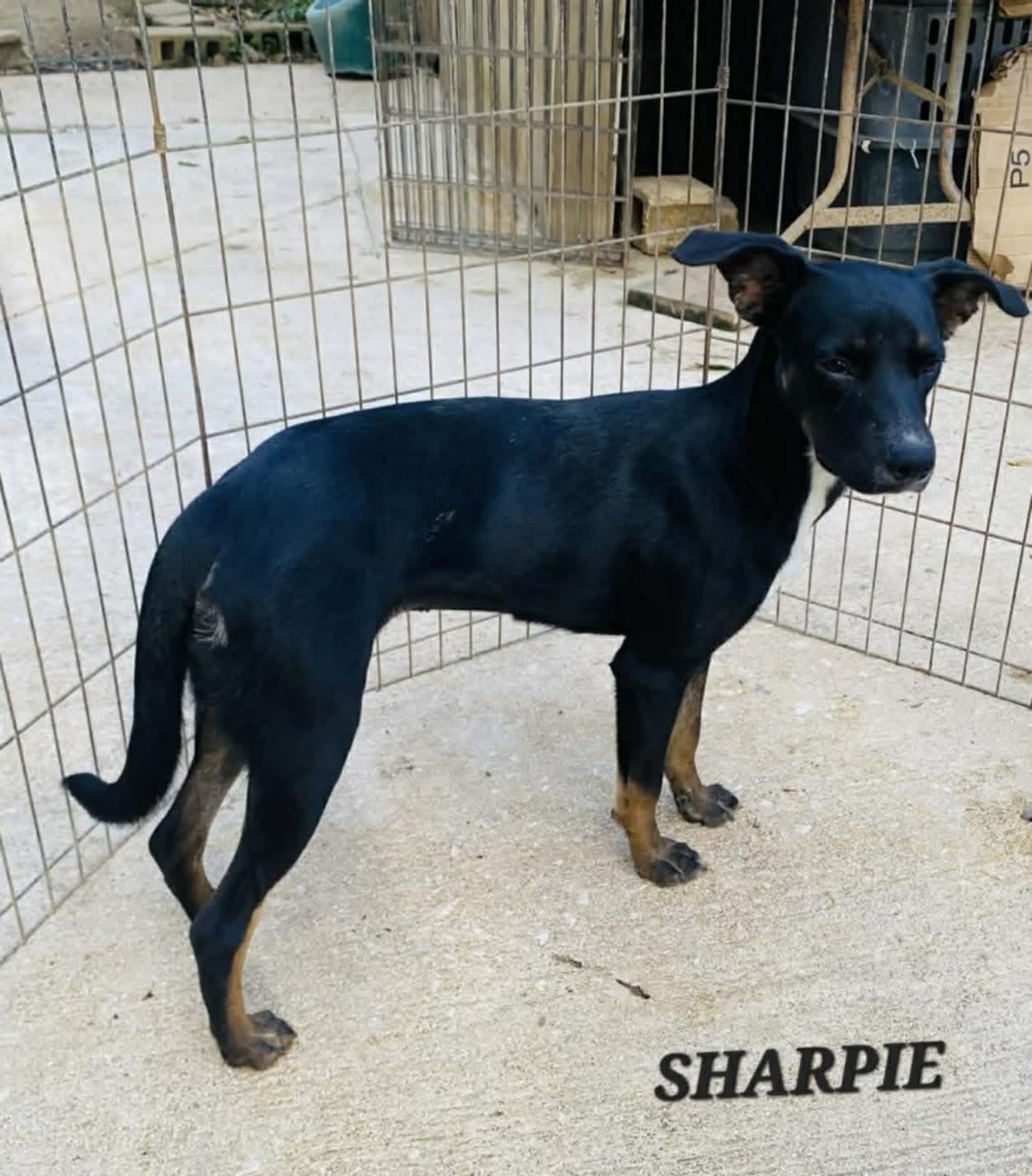 Enlarge Sharpie, a ADOPTABLE mixed breed in Milford, NH image 5/5
