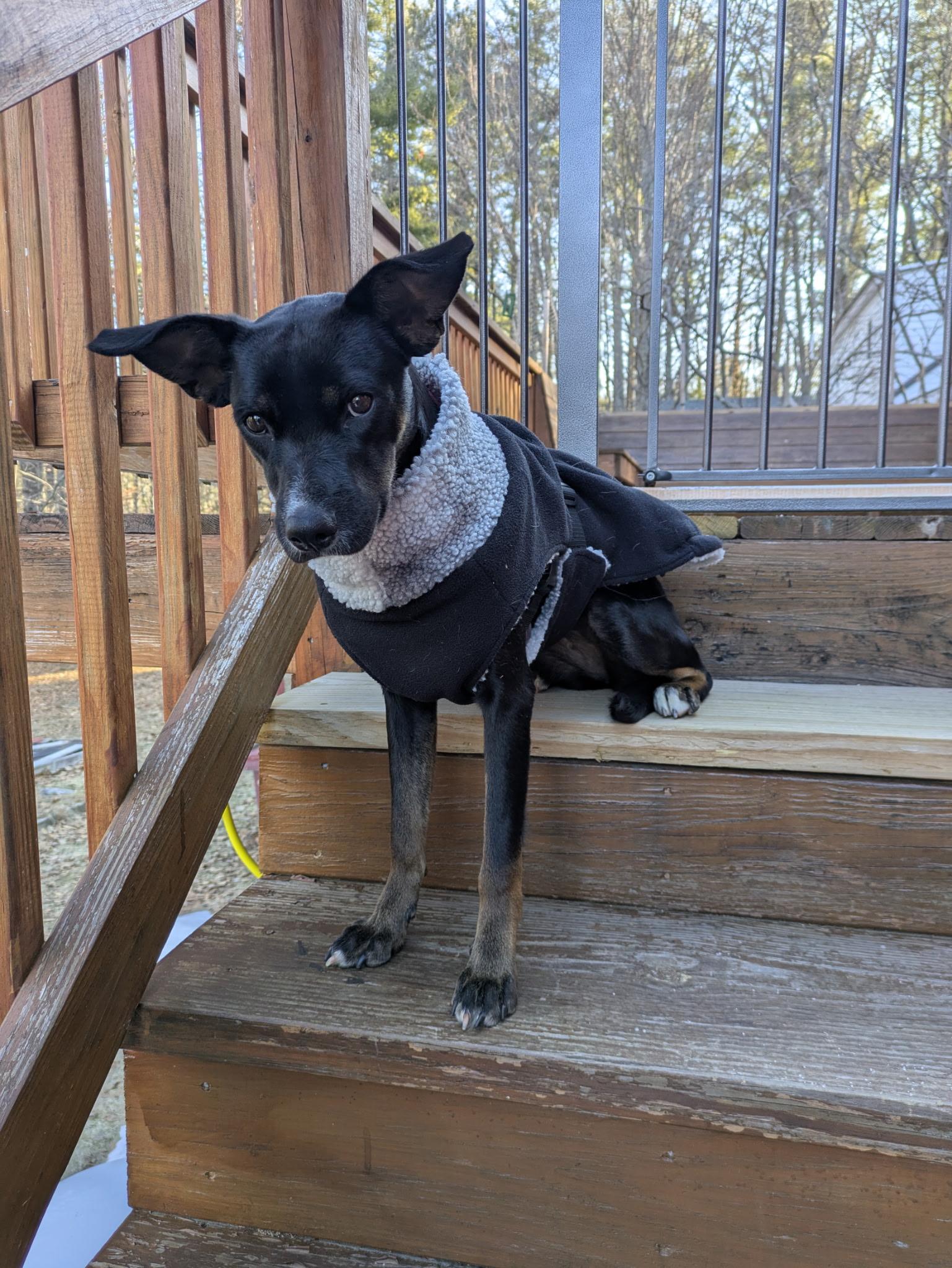 Enlarge Sharpie, a ADOPTABLE mixed breed in Milford, NH image 1/5