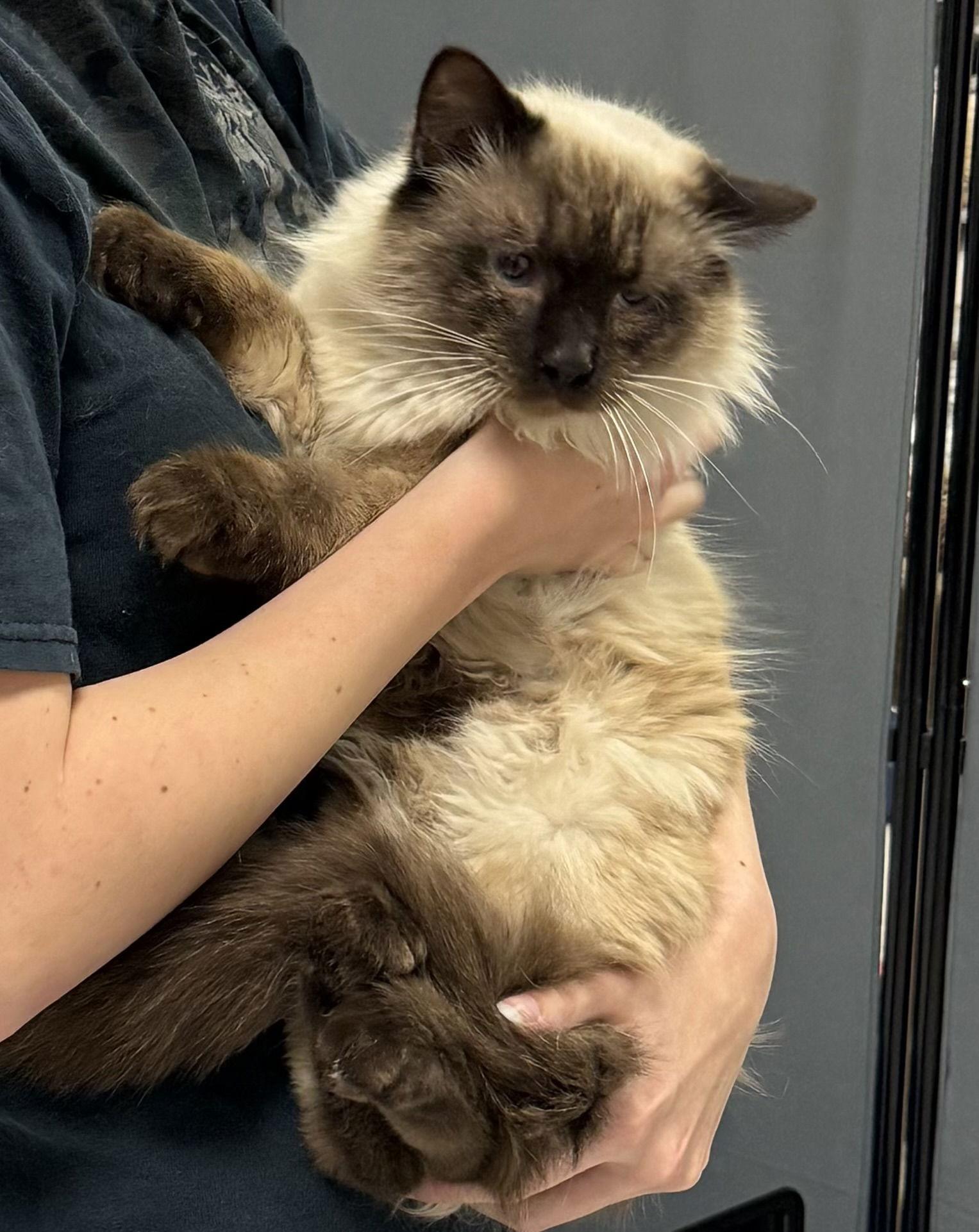 Polo ( BC ), Adoptable, Adult Male Snowshoe & Balinese.