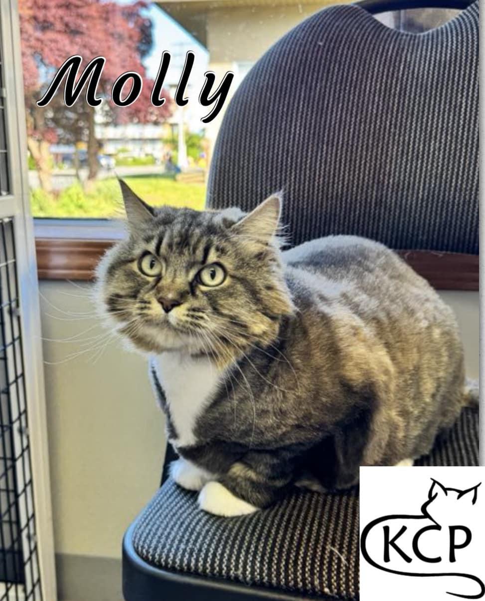 Molly, an adoptable Domestic Long Hair in Courtenay, BC, V9N 7P1 | Photo Image 1