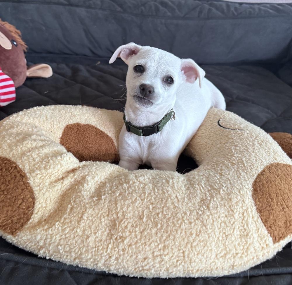 Enlarge Lil Boy, a Adoptable mixed breed in Denver, CO image 2/6