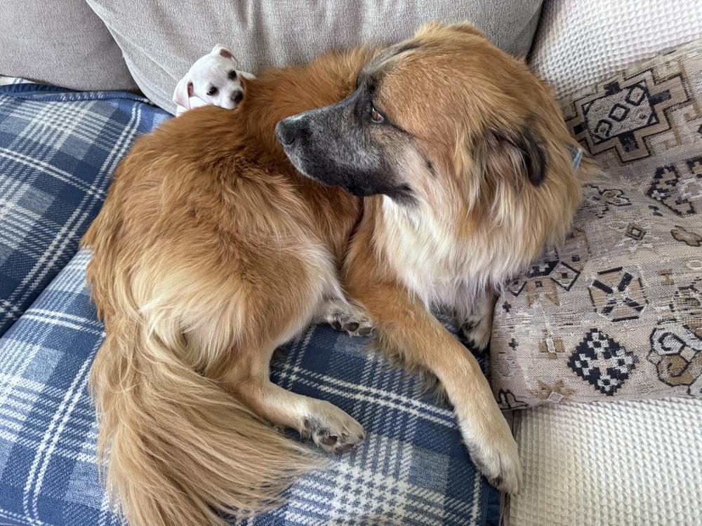 Enlarge Lil Boy, a Adoptable mixed breed in Denver, CO image 3/6