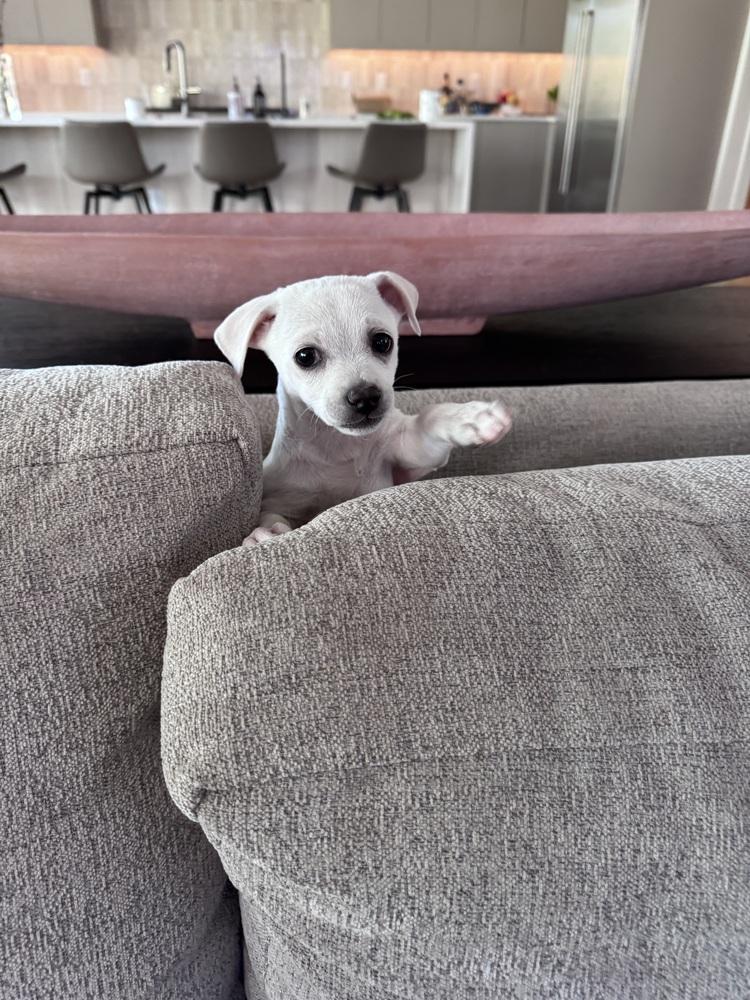 Enlarge Lil Boy, a Adoptable mixed breed in Denver, CO image 4/6