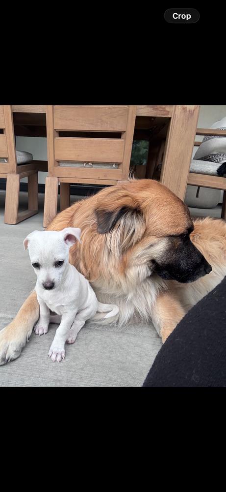 Enlarge Lil Boy, a Adoptable mixed breed in Denver, CO image 5/6