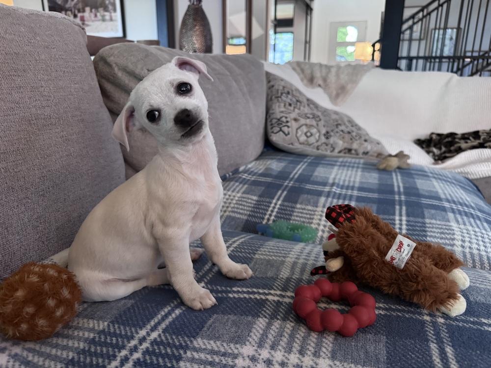 Enlarge Lil Boy, a Adoptable mixed breed in Denver, CO image 6/6