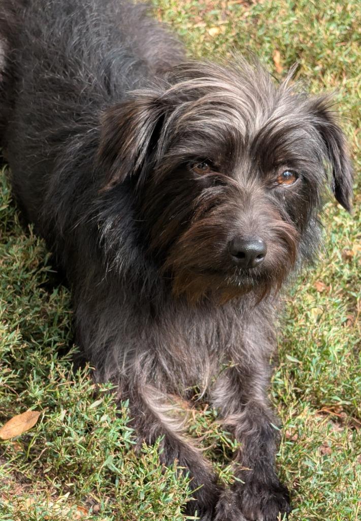 Marty, Adoptable, Young Male Chihuahua & Mixed Breed.