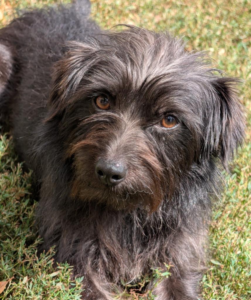 Enlarge Marty, a Adoptable mixed breed in Saint James, MN image 2/6
