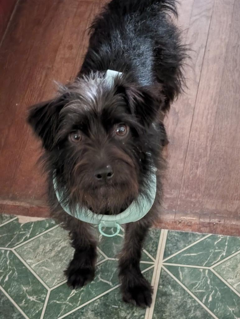 Enlarge Marty, a Adoptable mixed breed in Saint James, MN image 3/6