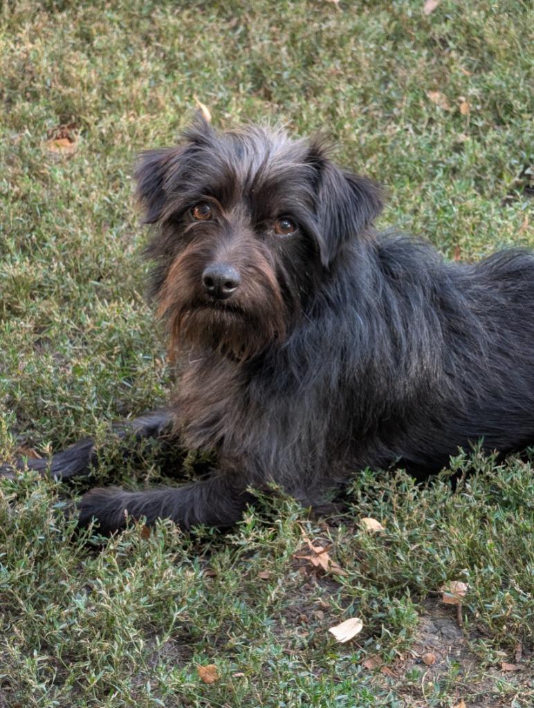 Enlarge Marty, a Adoptable mixed breed in Saint James, MN image 5/6