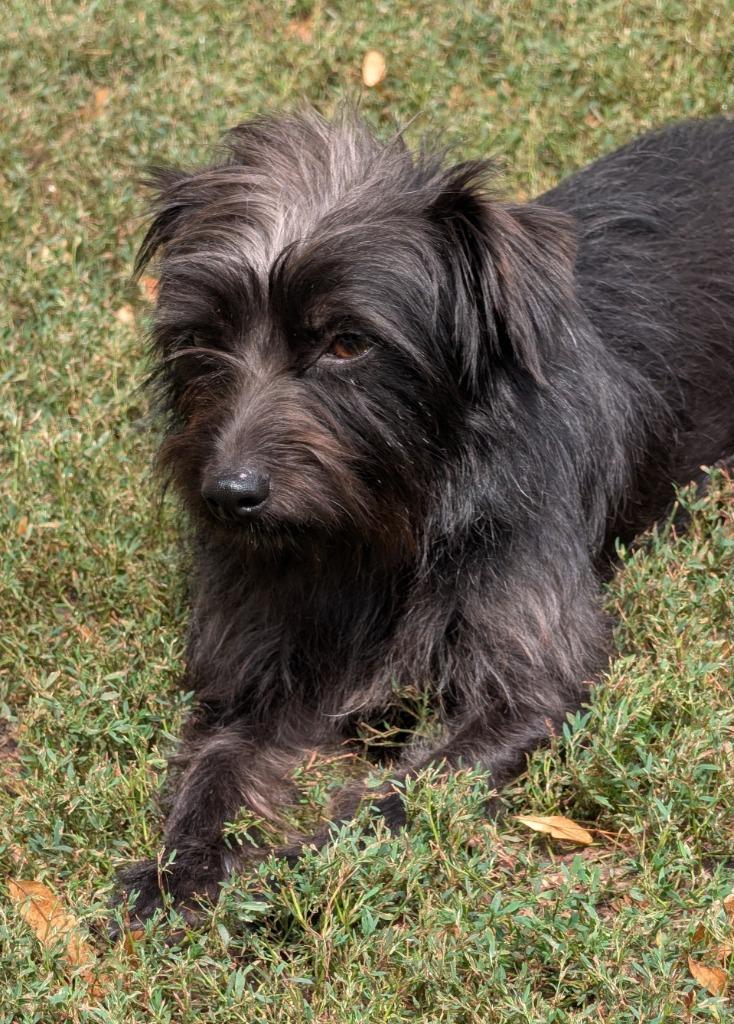 Enlarge Marty, a Adoptable mixed breed in Saint James, MN image 6/6
