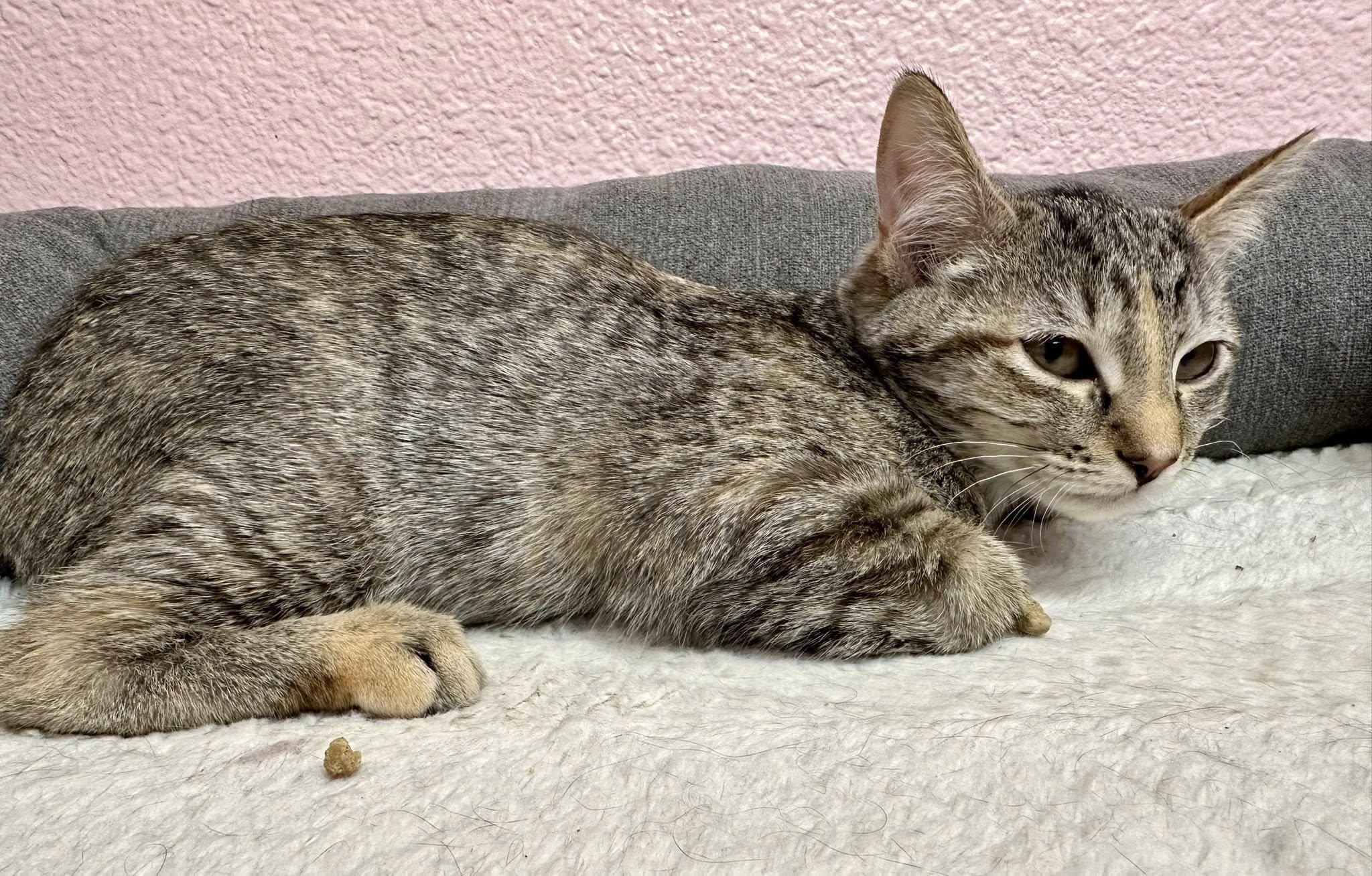 Enlarge Grizzly, a Adoptable Domestic Short Hair in Libby, MT image 3/5