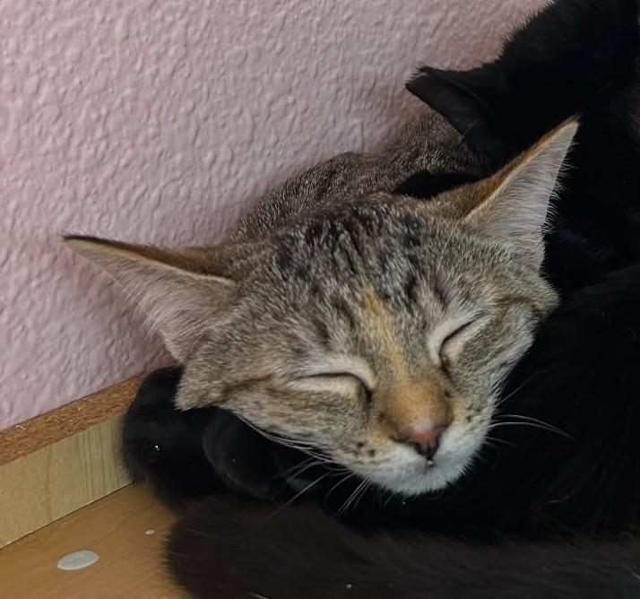 Grizzly, Adoptable, Young Female Domestic Short Hair.