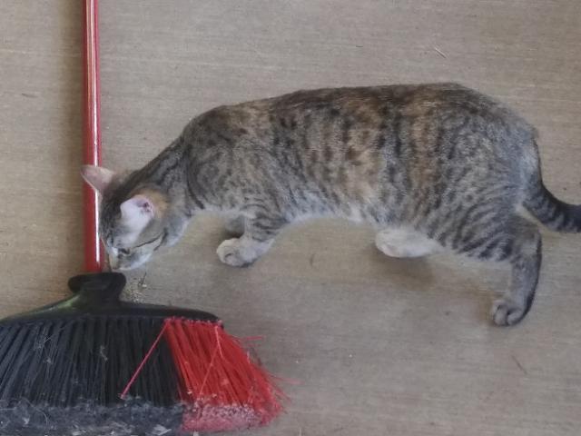 Grizzly, a Adoptable Domestic Short Hair in Libby, MT image 6/6