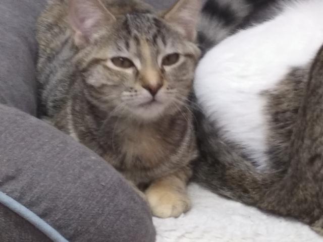 Enlarge Grizzly, a Adoptable Domestic Short Hair in Libby, MT image 2/5