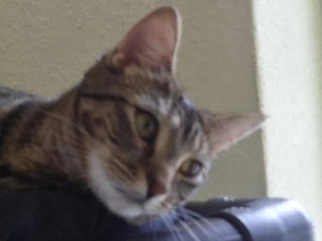 Grizzly, a Adoptable Domestic Short Hair in Libby, MT image 5/6
