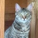 Grizzly, a Adoptable Domestic Short Hair in Libby, MT image 1/6