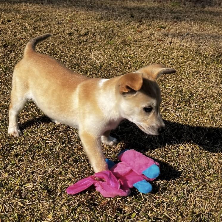 Enlarge Bambi, a Adoptable mixed breed in Oakdale, LA image 1/3