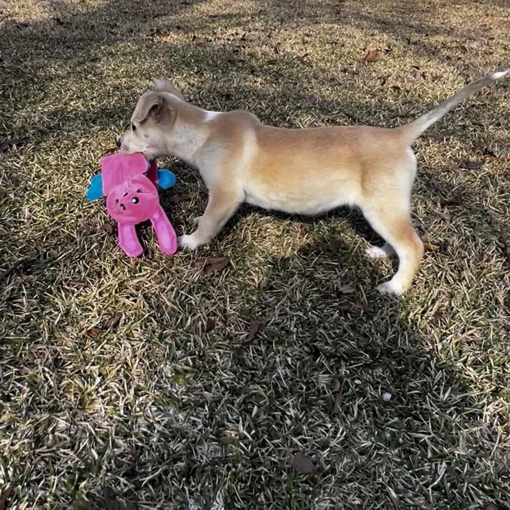 Enlarge Bambi, a Adoptable mixed breed in Oakdale, LA image 3/3