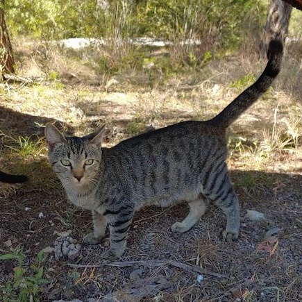 Enlarge Twizzle, a Adoptable mixed breed in Fischer, TX image 3/4