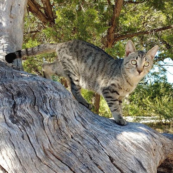 Enlarge Twizzle, a Adoptable mixed breed in Fischer, TX image 1/4