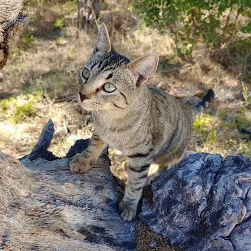 Enlarge Twizzle, a Adoptable mixed breed in Fischer, TX image 2/4
