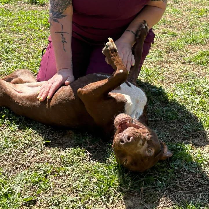 Enlarge Gator, an adoptable mixed breed in Bardstown, KY image 5/6