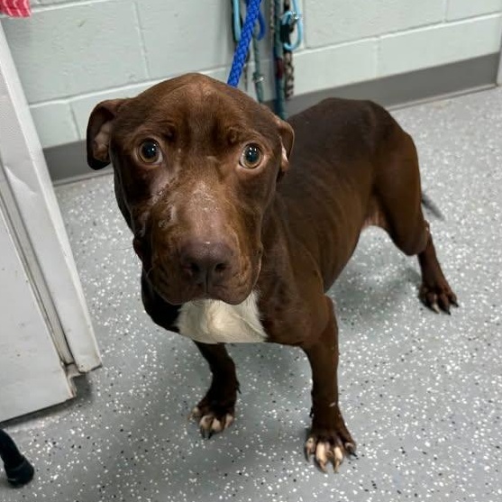 Enlarge Gator, an adoptable mixed breed in Bardstown, KY image 3/6